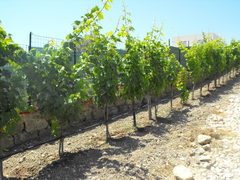 Agriturismoeloropizzuta Lido di Noto 외부 사진